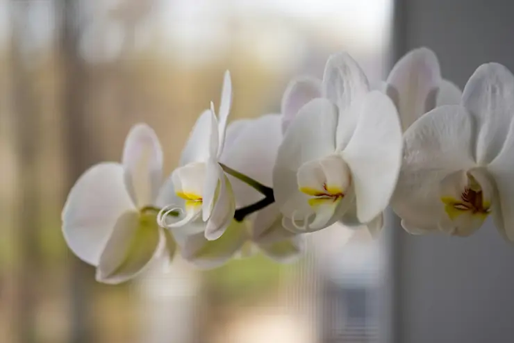 White moth orchids blooming on a bright windowsill